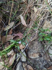 Cyanothamnus polygalifolius