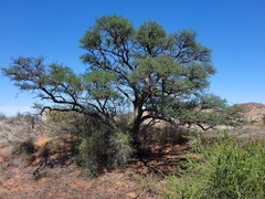 Vachellia erioloba