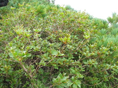 Rhododendron tschonoskii