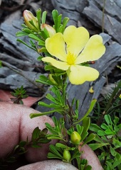 Hibbertia circumdans