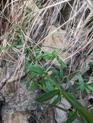 Cyanothamnus polygalifolius