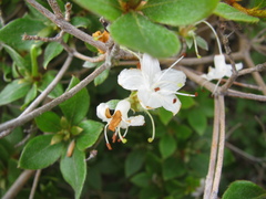 Rhododendron tschonoskii