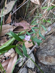 Cyanothamnus polygalifolius