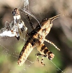 Pycnostictus seriatus