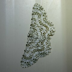 Dyscheralcis crimnodes