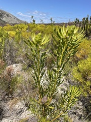 Leucadendron platyspermum