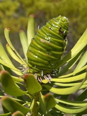 Leucadendron platyspermum