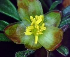 Hibbertia circumdans
