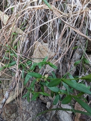 Cyanothamnus polygalifolius