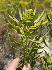 Leucadendron platyspermum