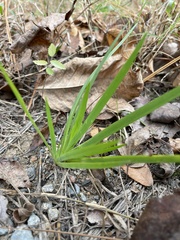 Iris verna