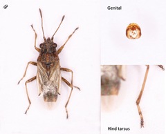 Nysius senecionis