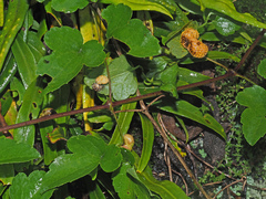 Clematis brachiata