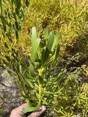 Leucadendron platyspermum