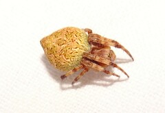 Salsa brisbanae