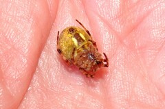 Salsa brisbanae
