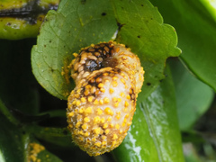 Puccinia alnetorum