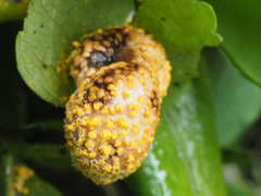Puccinia alnetorum