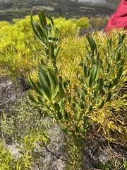 Leucadendron platyspermum