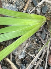 Iris verna