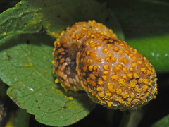 Puccinia alnetorum