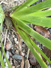 Iris verna