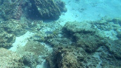 Pseudocaranx dentex