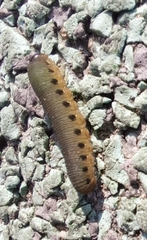 Tenthredinoidea
