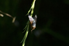 Calliphora vicina