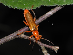 Cantharis