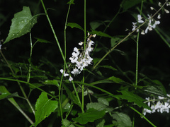 Plectranthus grallatus