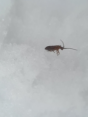 Collembola