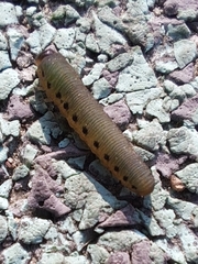 Tenthredinoidea