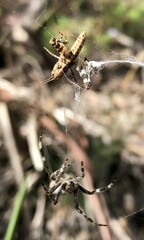 Pycnostictus seriatus
