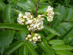 Sorbus sambucifolia