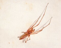 Cheiracanthium gracile