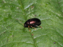 Crepidodera aurea