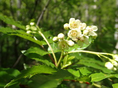 Sorbus sambucifolia