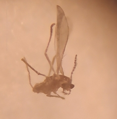 Cecidomyiidae