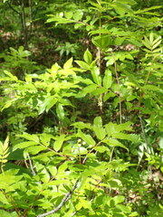 Sorbus sambucifolia