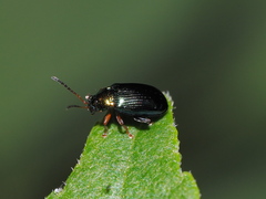 Crepidodera aurata
