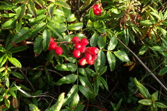 Sorbus sambucifolia
