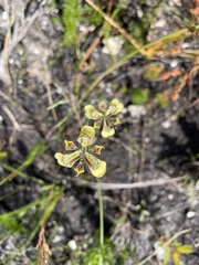 Moraea unguiculata