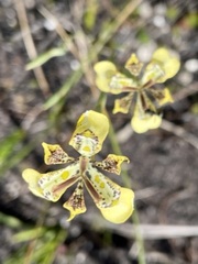 Moraea unguiculata