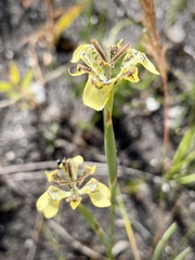 Moraea unguiculata