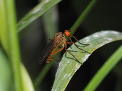 Empis