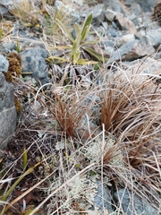 Carex petriei