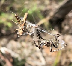 Pycnostictus seriatus
