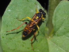 Macrophya postica