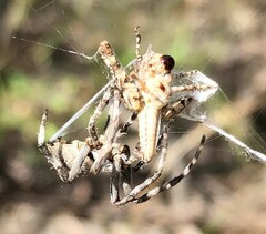 Pycnostictus seriatus